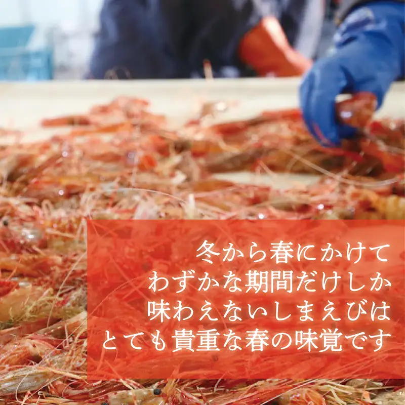 ＜シマエビ(冷凍)　1kg＞甘く濃厚な味わい！ 北海道 道産 国産 乙部町産 しまえび 海老 日本海 天然 魚介類 新鮮 希少 お刺身 エビチリ 漁師直送 産地直送 送料無料
