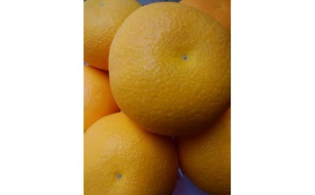 【3/25】ハッサク 約3.7kg(9～15個)期間限定