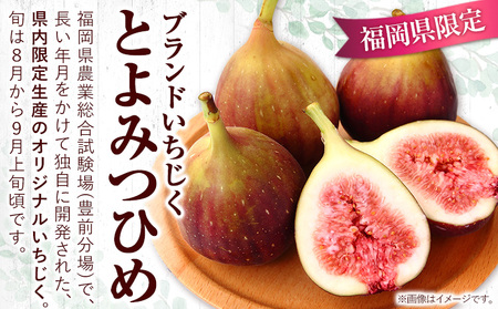 【☆2026年出荷☆】いちじく 福岡県産 ブランド いちじく とよみつひめ 約1.2kg (約300g×4パック) 【配送不可地域あり】【日付指定不可】 《8月中旬-9月末頃出荷(土日祝除く)》 福岡県   いちじく イチジク 果物 フルーツ 