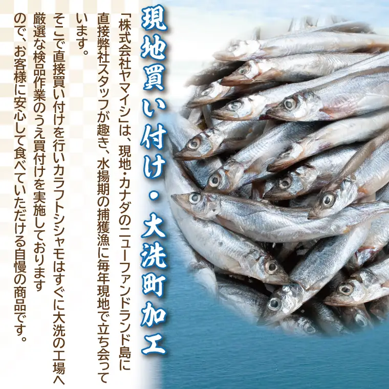 【数量限定！】 子持ち カラフトシシャモ ２kg (500g×4袋) 訳アリ シシャモ ししゃも カラフトししゃも 大洗 規格外 訳あり わけあり 傷_AV010
