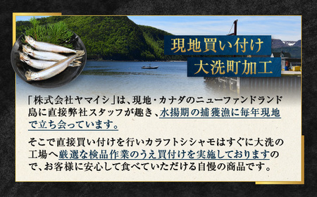 【数量限定！】 子持ち カラフトシシャモ 3kg (500g×6袋) 訳アリ シシャモ ししゃも カラフトししゃも 大洗 規格外 訳あり わけあり 傷_AV011