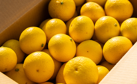 【先行受付】黄金柑 2.5kg 黄金柑 柑橘 ms-0044