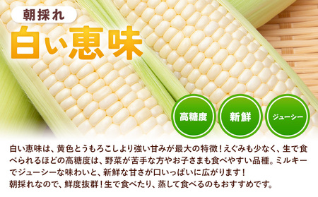 とうもろこし白黄ミックス約4kg《6月下旬-7月下旬頃出荷》恵味白い恵味