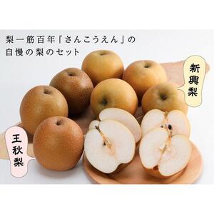 新興梨・王秋梨詰め合わせ 5kg箱 (玉数は合わせて約6～12玉)