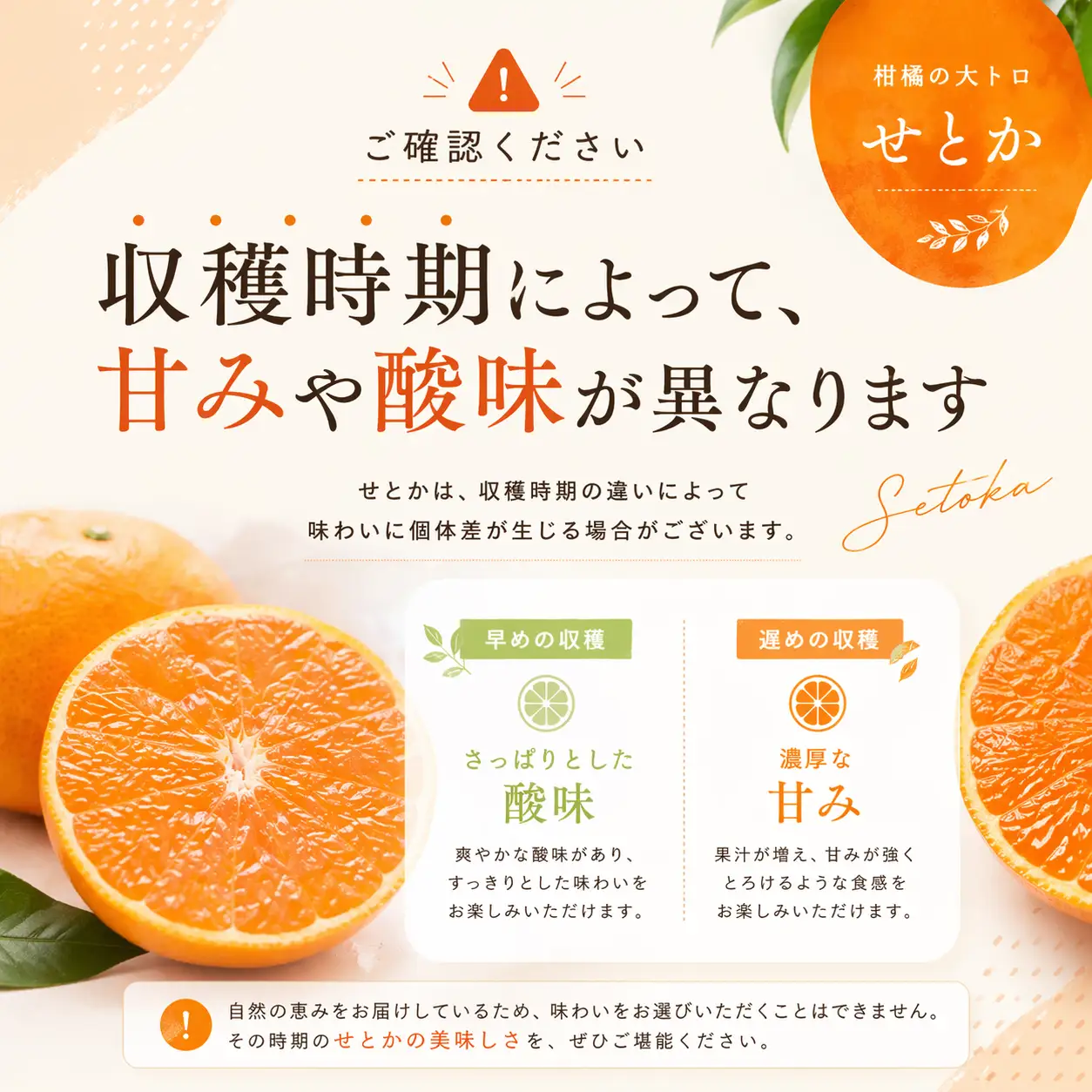 【先行予約】橋本農園のハウスせとか 5kg 玉数・サイズおまかせ【mht001A】