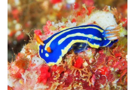 体験 ダイビングコース（1ダイブ）チケット 海 自然 写真撮影 思い出 初心者 アクティビティ マリンスポーツ ku017-001-r