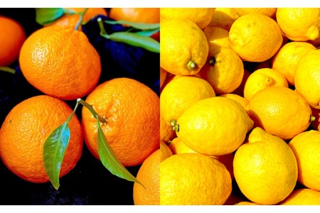 島の恵み 瀬戸内 柑橘 ジャム スイート 4種 セット 食べくらべ セット マーマレード 温州みかん 清見オレンジ レモン しらぬい ジャムセット シトラス【合成保存料 着色料 不使用】 ku055-001-r