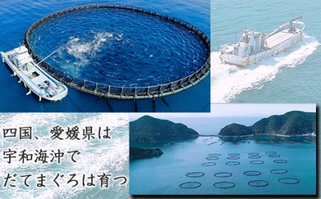 簡単 流水解凍 海鮮丼の具！ 中トロ 1人前 【十六家】 刺身 刺し身 さしみ 生食 生食用 海鮮 海鮮丼 冷凍 魚 さかな 鮪 まぐろ マグロ だてまぐろ 本鮪 本まぐろ 本マグロ 中トロ 中とろ トロ とろ 時短 手軽 人気 おすすめ