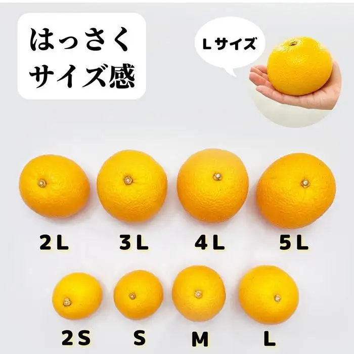 八朔 (はっさく) 玉ぞろい 箱込 5kg(内容量約 4.4kg) 2L L Mサイズのいずれか  秀品 優品 混合 和歌山県産  産地直送［おまけ付き］［みかんの会］