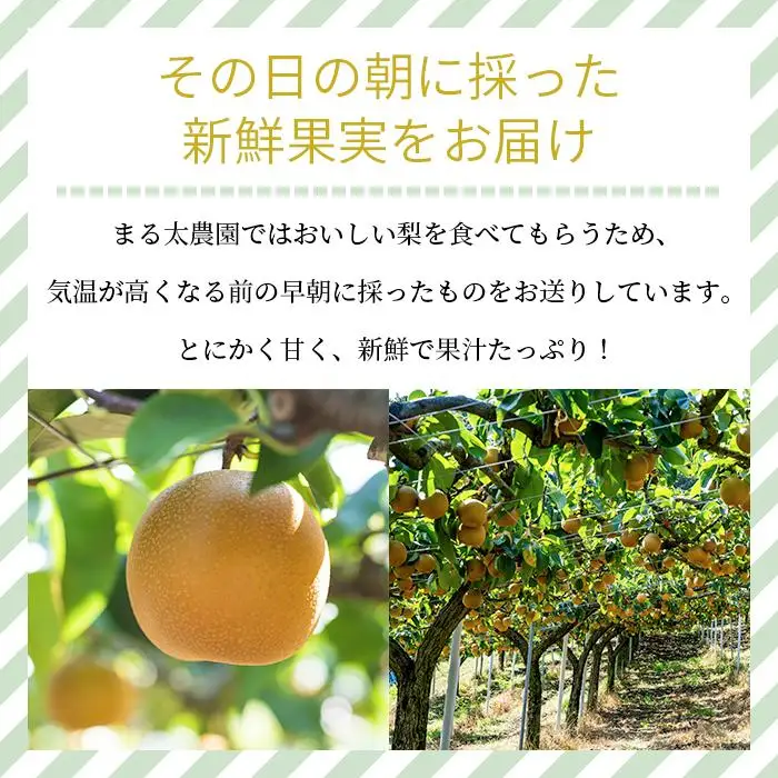 農家直送食べ頃をお届け！豊水梨　約４ｋｇ［2026年8月中旬以降順次発送］