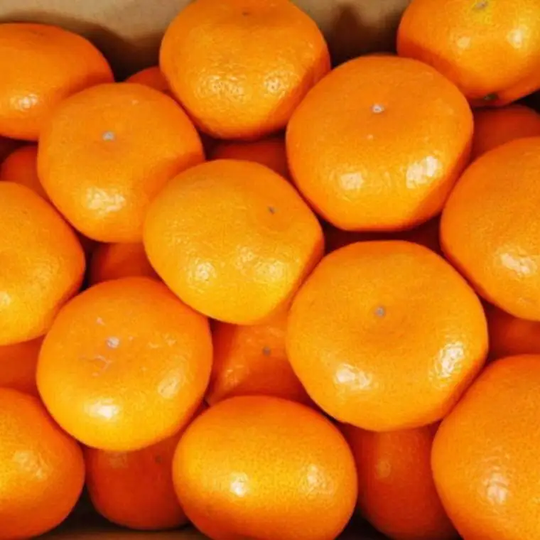 ［秀品]有田のブランド「賢みかん」10kg(Sサイズ)［2026年11月中旬頃より順次発送］