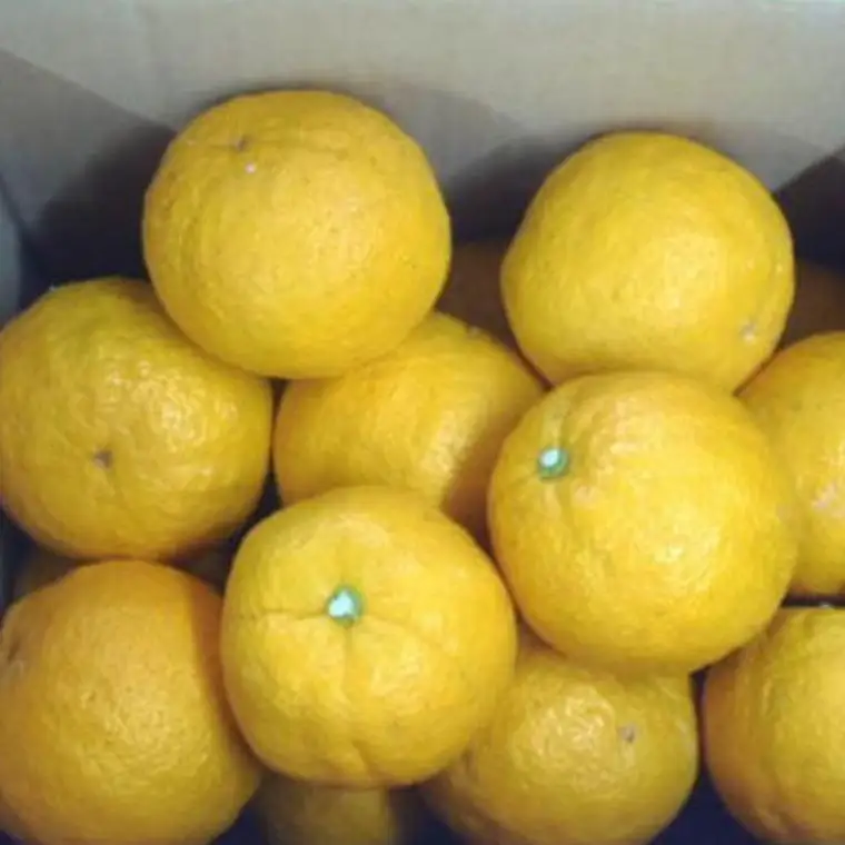 ［厳選］有田産のじゃばら果実約3kg