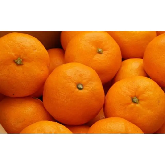 [秀品]和歌山有田みかん約5kg（S～Lサイズ混合）★2026年11月中旬頃より順次発送［TM95ｗ］