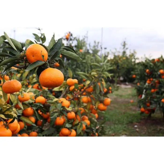 12/25までにご入金確認分は年内発送確定！きれいな温州みかん 寄贈用にお勧め 箱込み 5kg (Sサイズ指定)