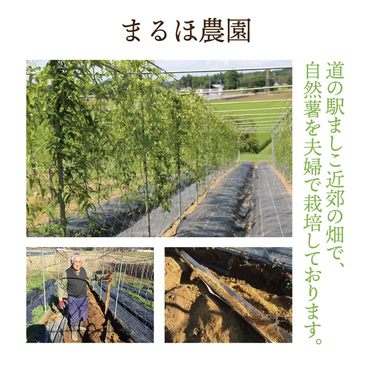 自然薯 そば うどん 10袋 益子町産 AJ002
