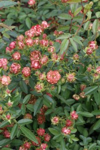 バラ苗鉢植え「ラディッシュ」 [h190]