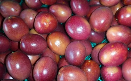 【 6月下旬～8月初旬 先行予約 】 種子島 さご農園 パッションフルーツ サマークイーン (12個)　NFN039【300pt】