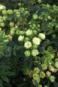 バラ苗鉢植え「エクレール」 [h190]