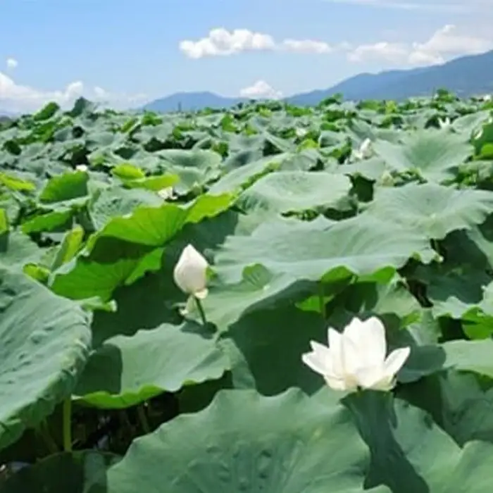 岩国 れんこん 泥付き 3kg【山口県農業協同組合】