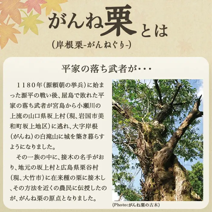 岩国がんね栗「煌」（パウンドケーキ620g）【がんね栗の里】