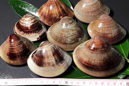 桑名はまぐり屋　漁師厳選　桑名産天然はまぐり6年?12年もの　1kg_蛤　ハマグリ　魚介　貝　魚貝　活はまぐり　焼きはま　海鮮　網焼き　酒蒸し　お吸い物　パエリア　パスタ　m_85