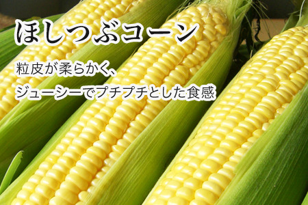 とうもろこし【令和８年産予約受付】 朝もぎとうもろこし ほしつぶコーン＆雪の妖精 各10本 計20本  [016-92]