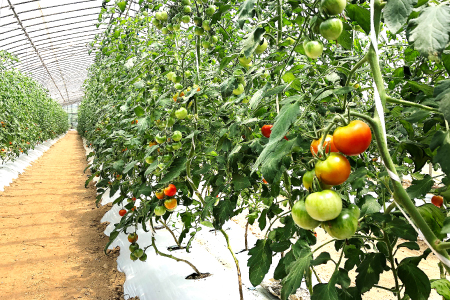 C-864 今が旬！新鮮野菜定期便(6回コース)
