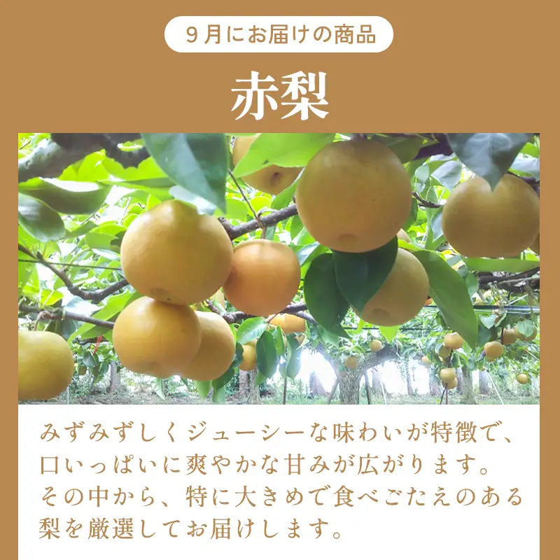 D-948 益田のおいしい果物  定期便(3回コース)