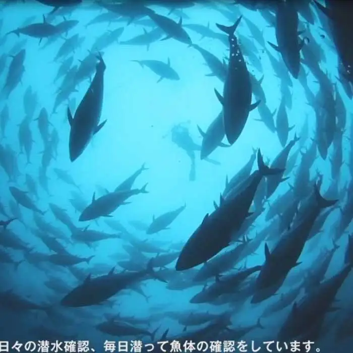 本マグロ（養殖）トロ＆赤身セット　240g［KS11］