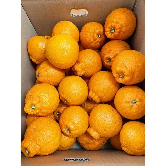 ［ご家庭用訳有り］紀州有田産不知火(しらぬひ) 約8.5kg［2027年2月中旬以降発送］［先行予約］［UT41］