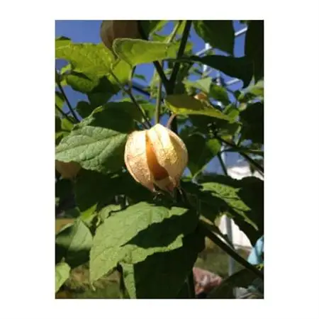 フルーツほおずきのジャムとスイーツソースセット_惣菜・加工品     惣菜・加工品 ジャム 缶詰・瓶詰 _【1247538】