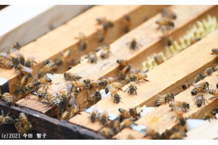 里地・里山のめぐみ 純粋ハチミツ（百花蜜） 600g