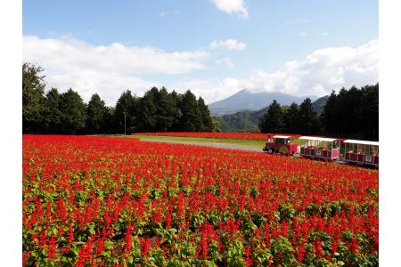 とっとり花回廊ギフト入園券２枚