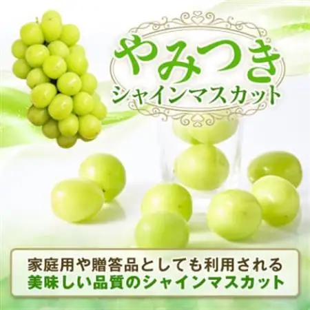 【2026年発送】やみつきシャインマスカット 1.2kg (2～3房)【配送不可地域：離島】【1304362】