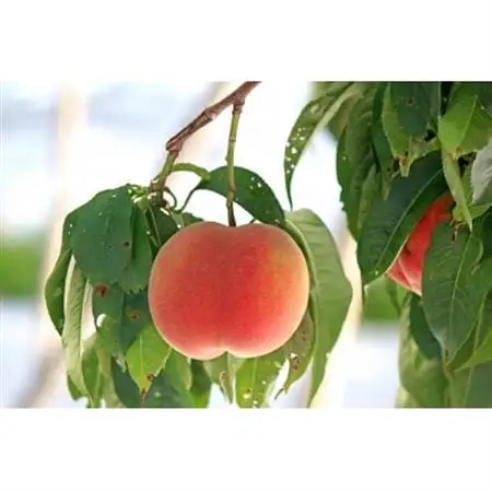 【2026年発送】新鮮!山梨市産 桃 約3kg(8～12玉)【配送不可地域：離島】【1305781】