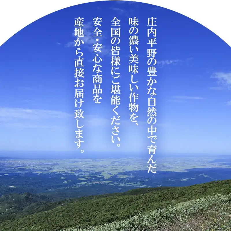 【令和8年産先行予約】シャインマスカット 約1.5kg　丸果庄内青果