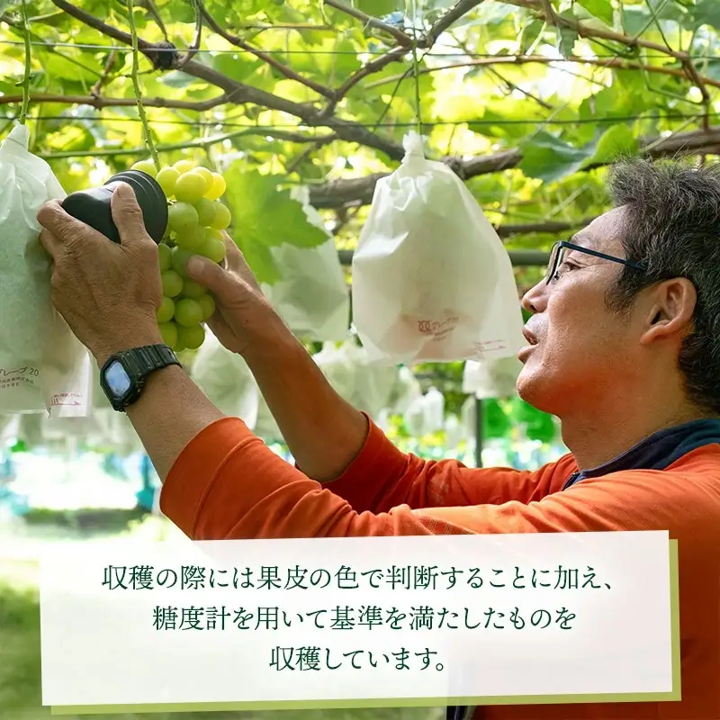【令和8年産先行予約】 大人気 シャインマスカット 約2kg（3～4房） 山形県鶴岡産 重ちゃん農園