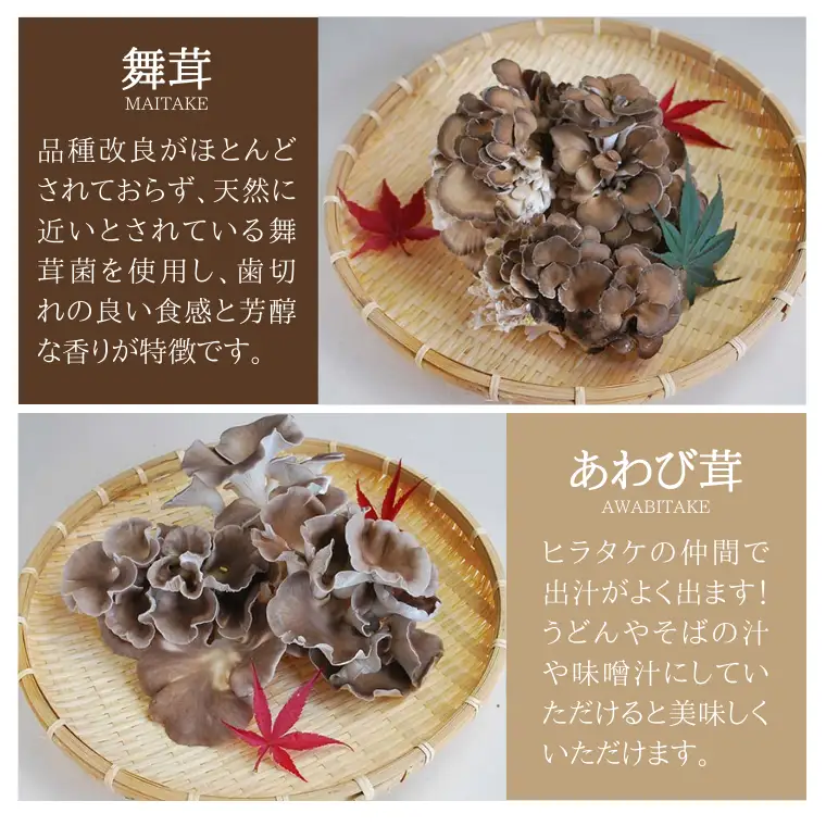 きのこ の 詰め合わせ Sサイズ  約1000g 【茨城県共通返礼品 城里町】 キノコ 舞茸 あわび茸 たもぎ茸 しいたけ ぶなしめじ  [CX001sa]