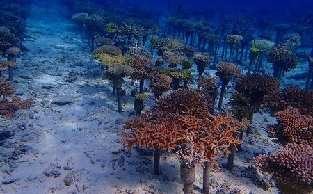 ボートで行く！ファンダイビング（2Dive）｜ダイビングレッスン ダイビングチケット ダイビング体験 沖縄ダイビング