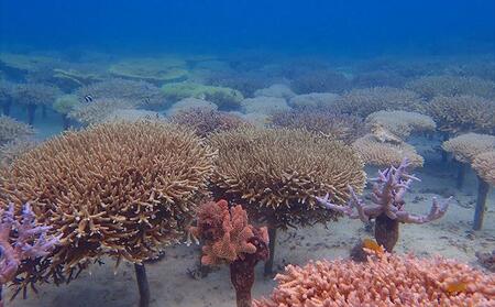 ボートで行く！ファンダイビング（10Dive）