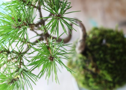 SL0203　禅スタイルシリーズ　苔玉 「酒田の黒松」