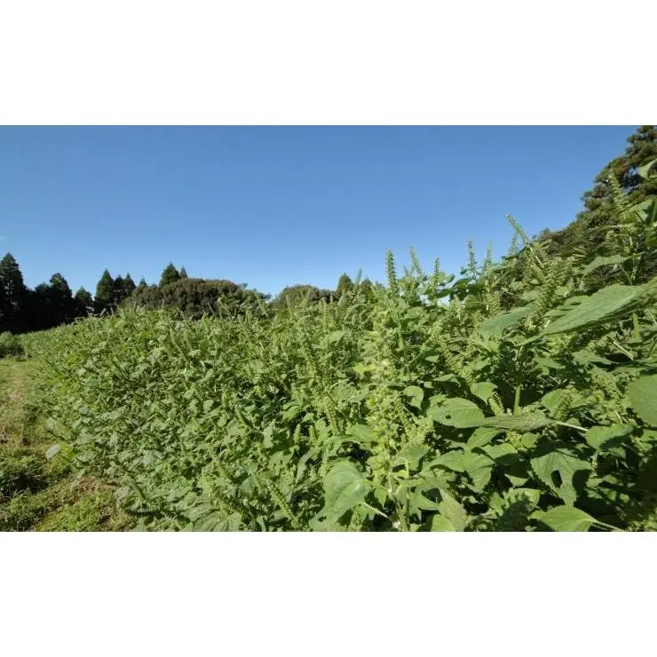 国産純度100%　えごまマイスターがつくる『生えごま油（70g×4本）セット』 エゴマオイル＜22-6a＞