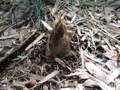 山﨑観光農園のたけのこ 5kg（AU029）