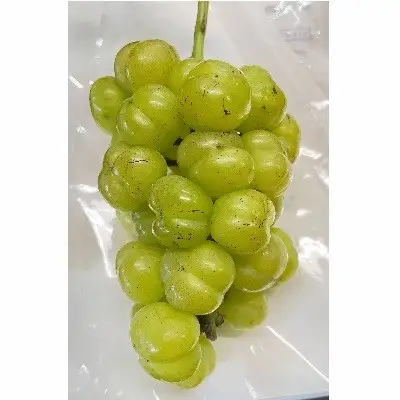 シャインマスカット入り詰め合わせぶどう　１.５ｋｇ　ご家庭用　0065-2604