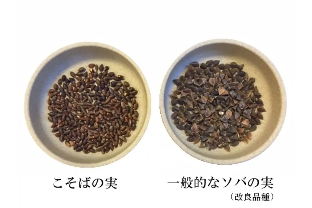 妙高こそば 生そばつゆセット4人前 特製つゆ付き 生めん 太打ち 打ち立て