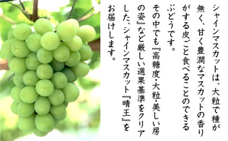 74-16 「晴王」1房（700g以上）【2026年9月上旬～10月上旬発送予定】