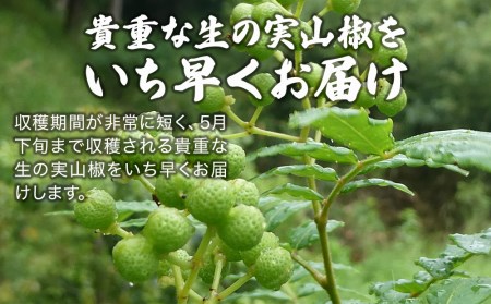 数量限定！朝倉山椒 500g×2箱 生山椒 | 津久見市