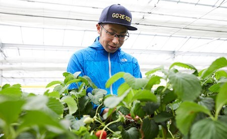 【先行予約】マツダファームの完熟いちご【紅ほっぺ200g×4pc(800g)】2022年12月～RT821