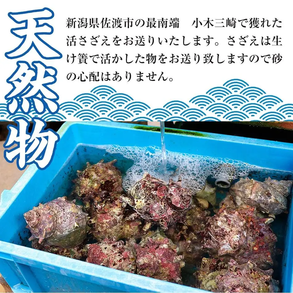 佐渡産　天然活サザエ 2kg 小（35個前後）