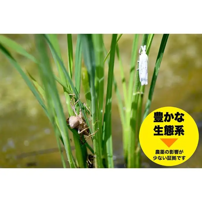 新潟県佐渡市産 新之助 精米 5kg【令和7年米】